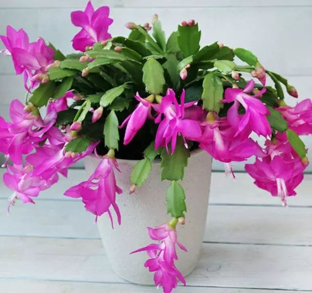Christmas Cactus imagen 6