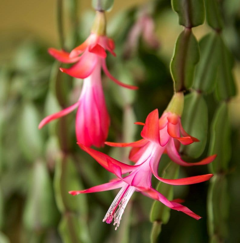 Christmas Cactus imagen 3
