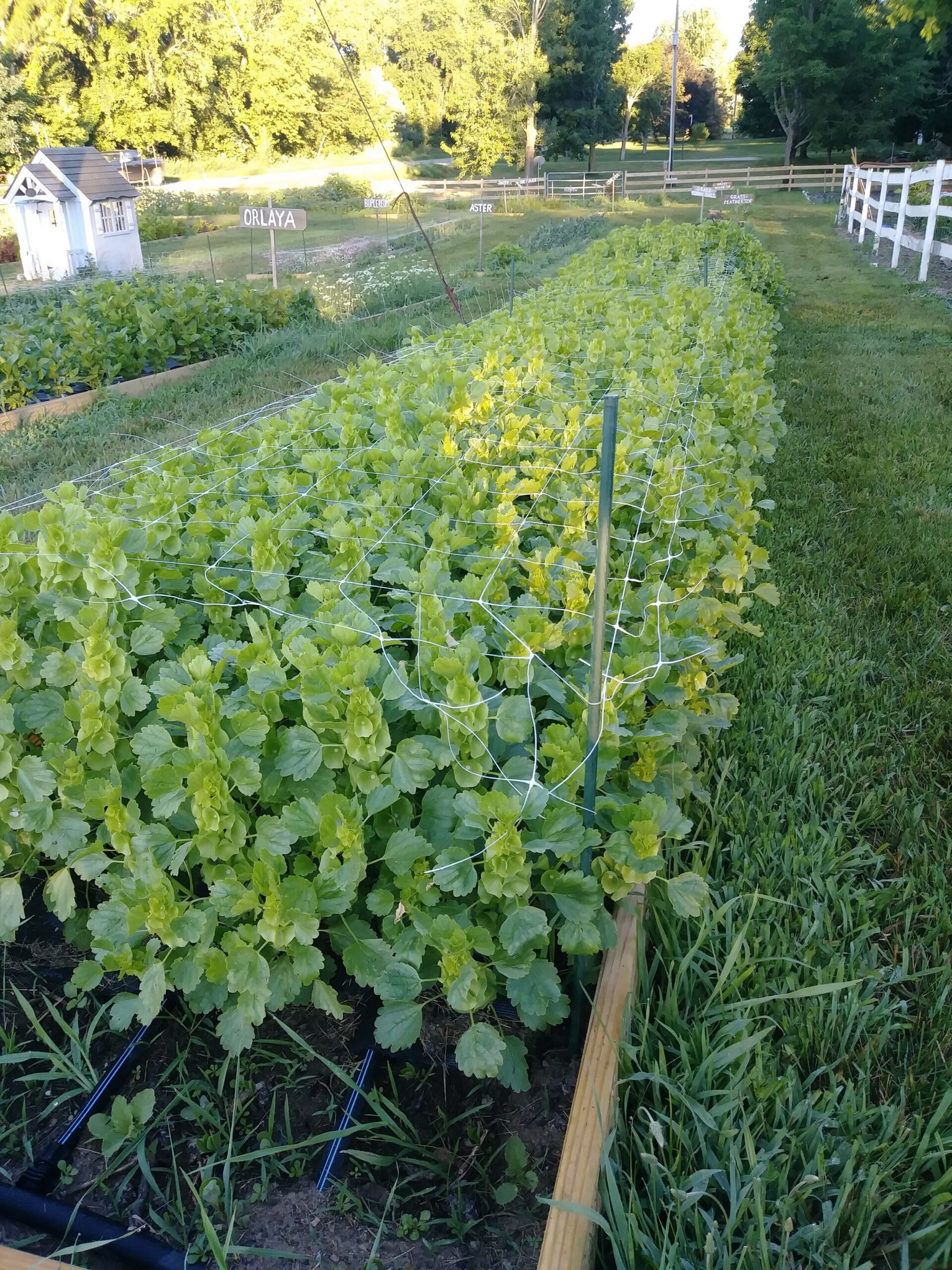 Bells of Ireland imagen 2