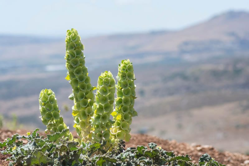 Bells of Ireland imagen 3