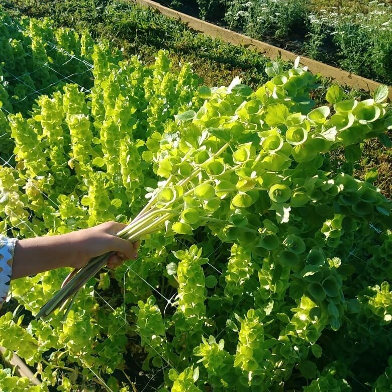 Bells of Ireland imagen 4