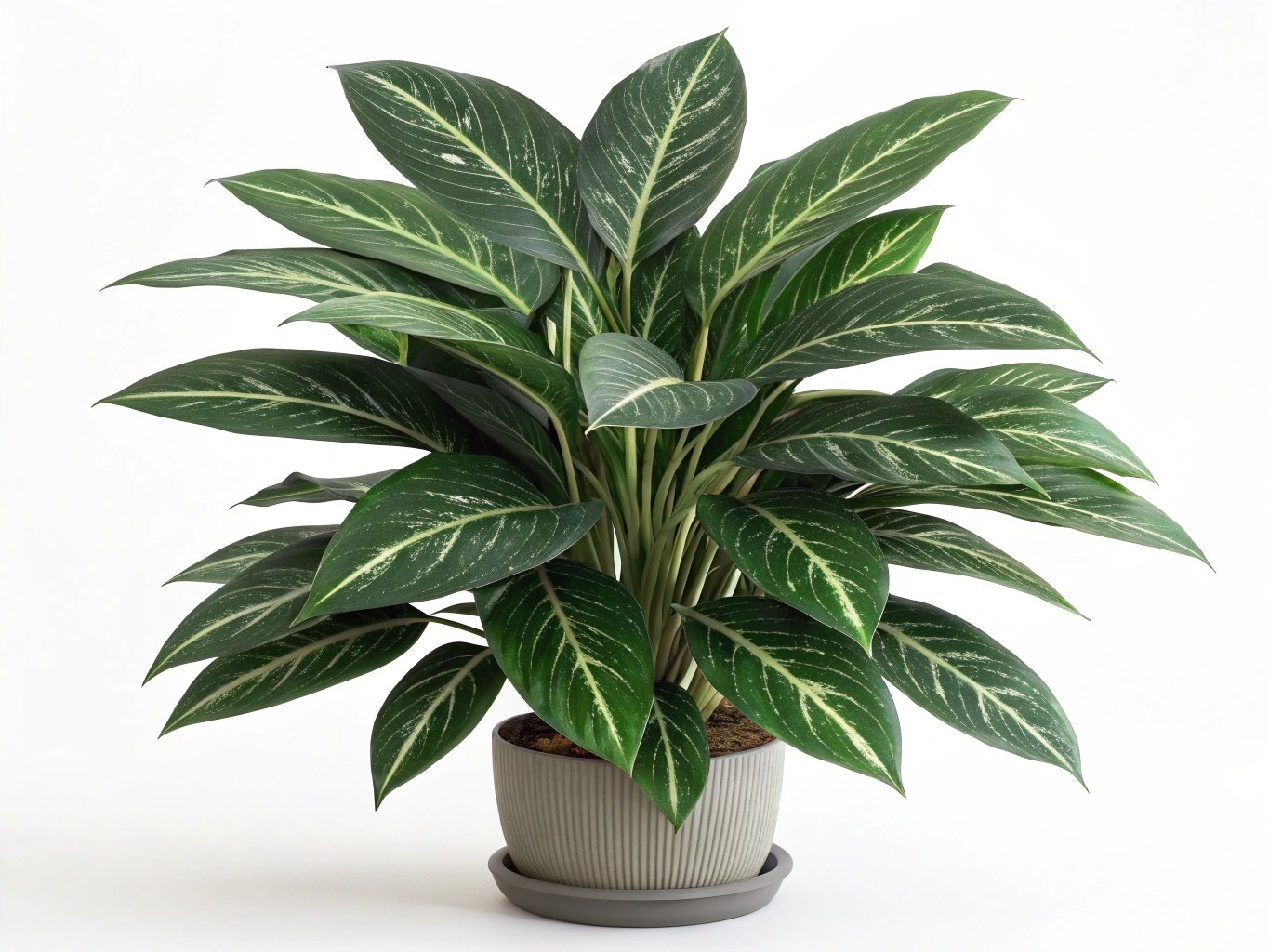 चाइनीज़ एवरग्रीन छवि 2