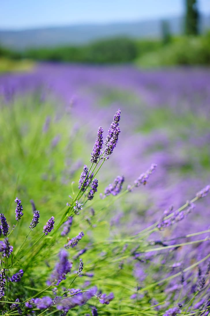 Lavender