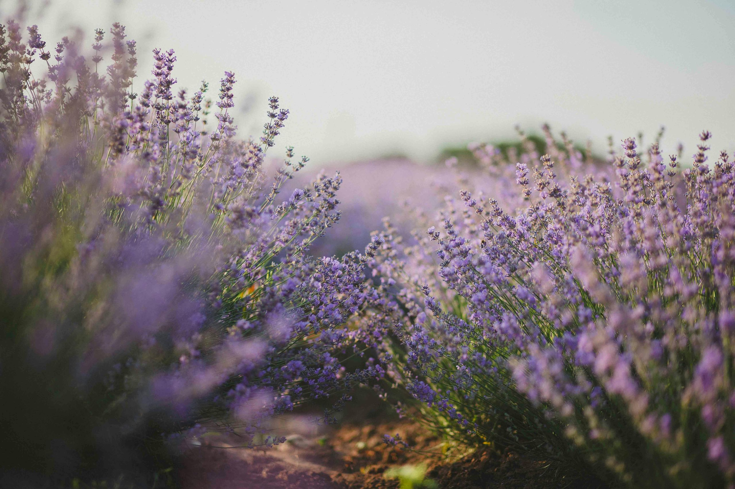 Lavender hoto 2