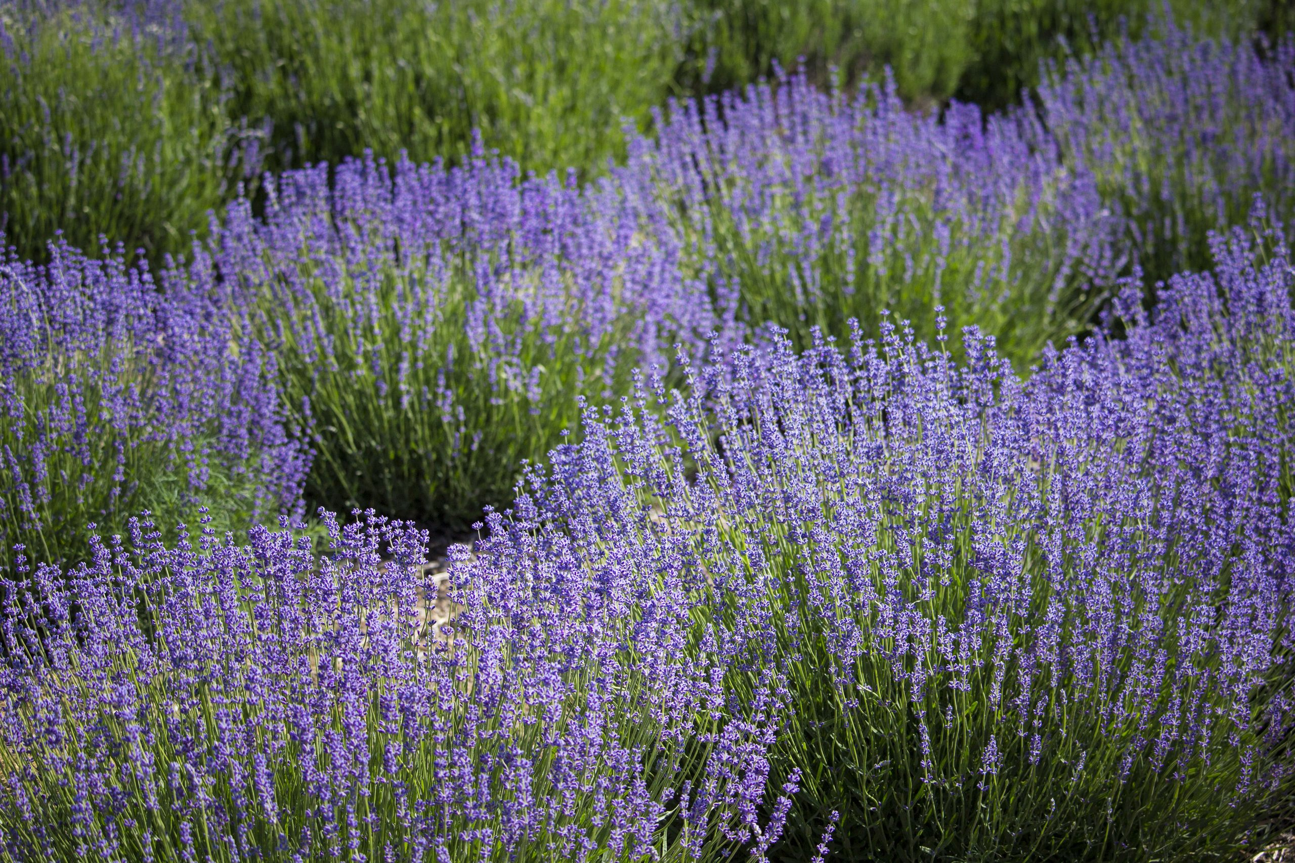 Lavender hoto 5