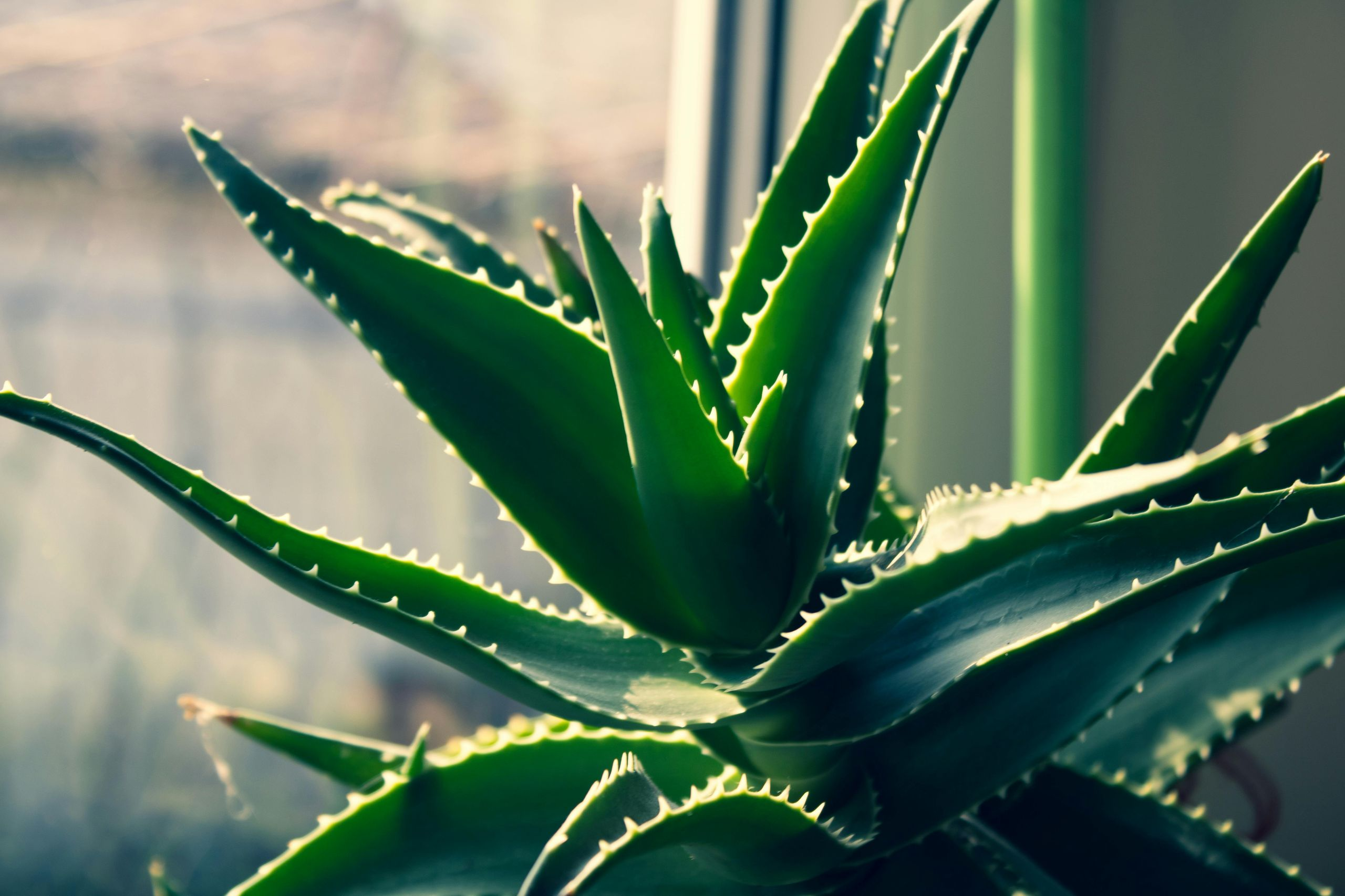 Aloe Vera gorsel 3