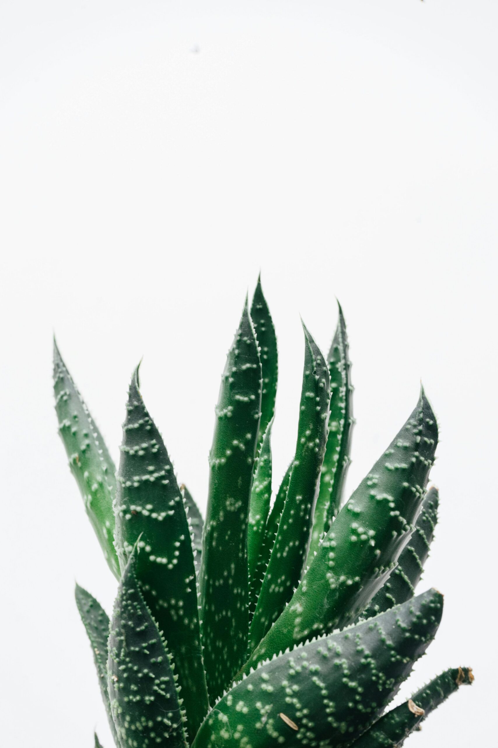 Aloe Vera gorsel 5
