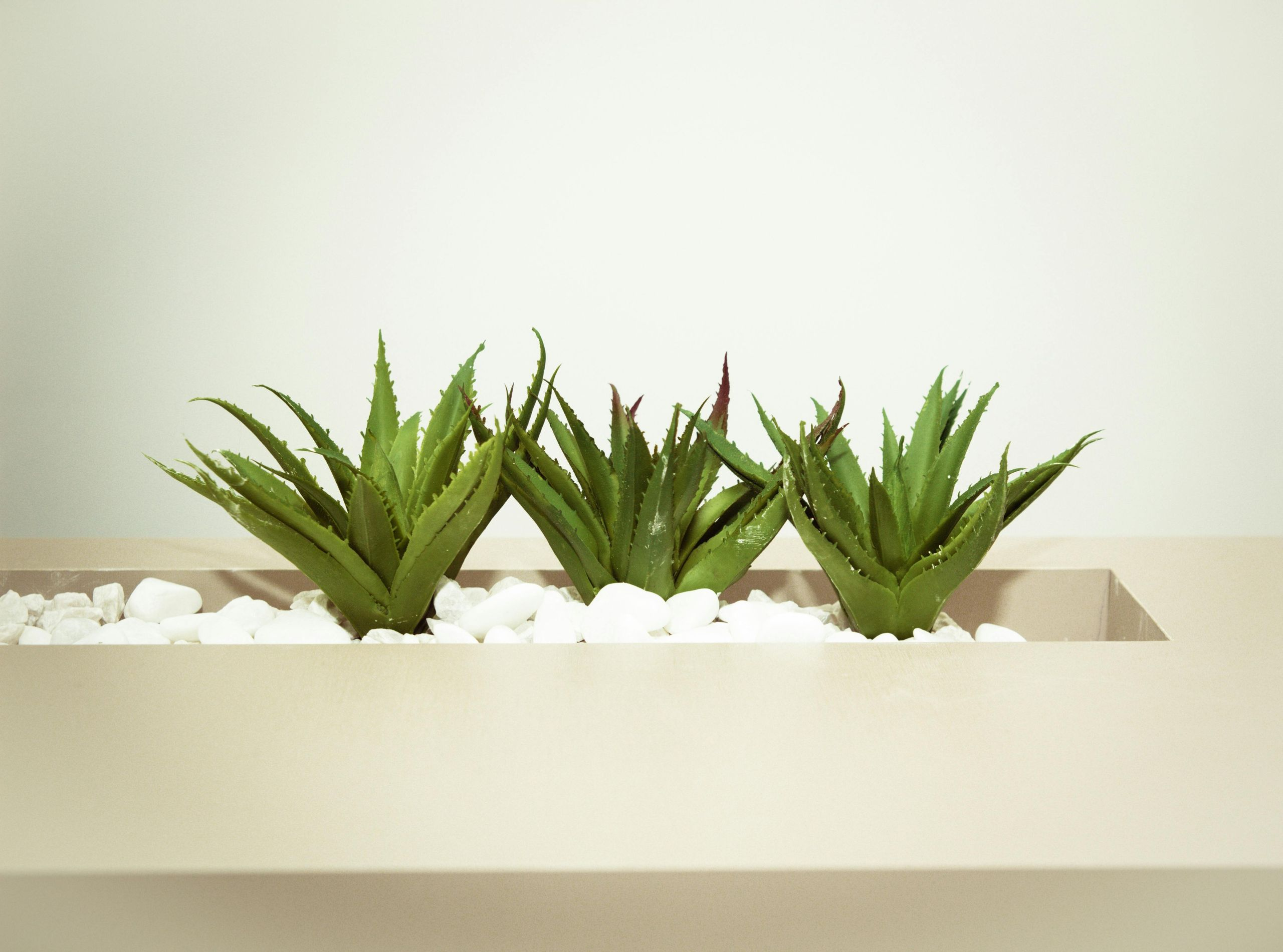 Aloe Vera gorsel 6