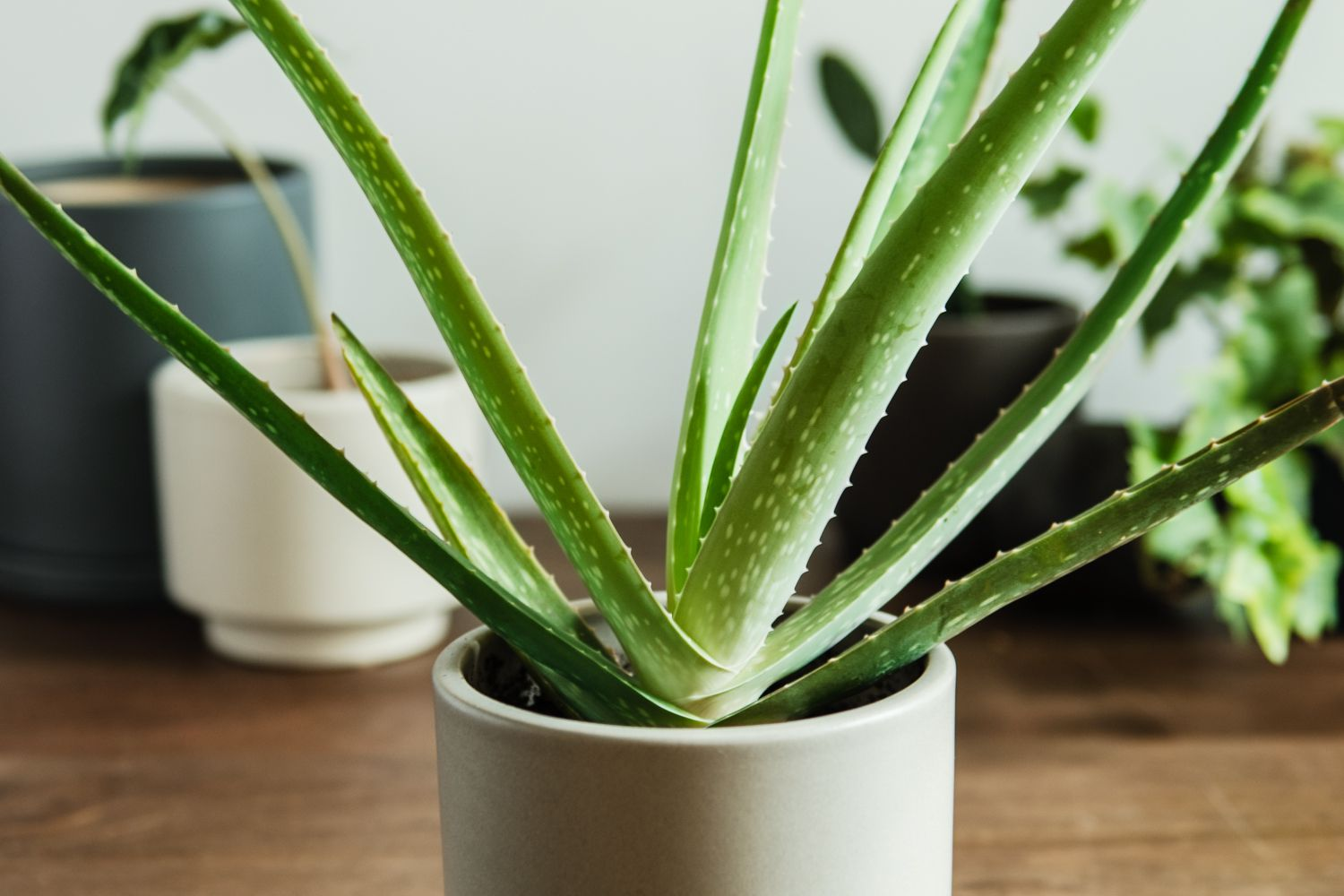 Aloe Vera gorsel 7