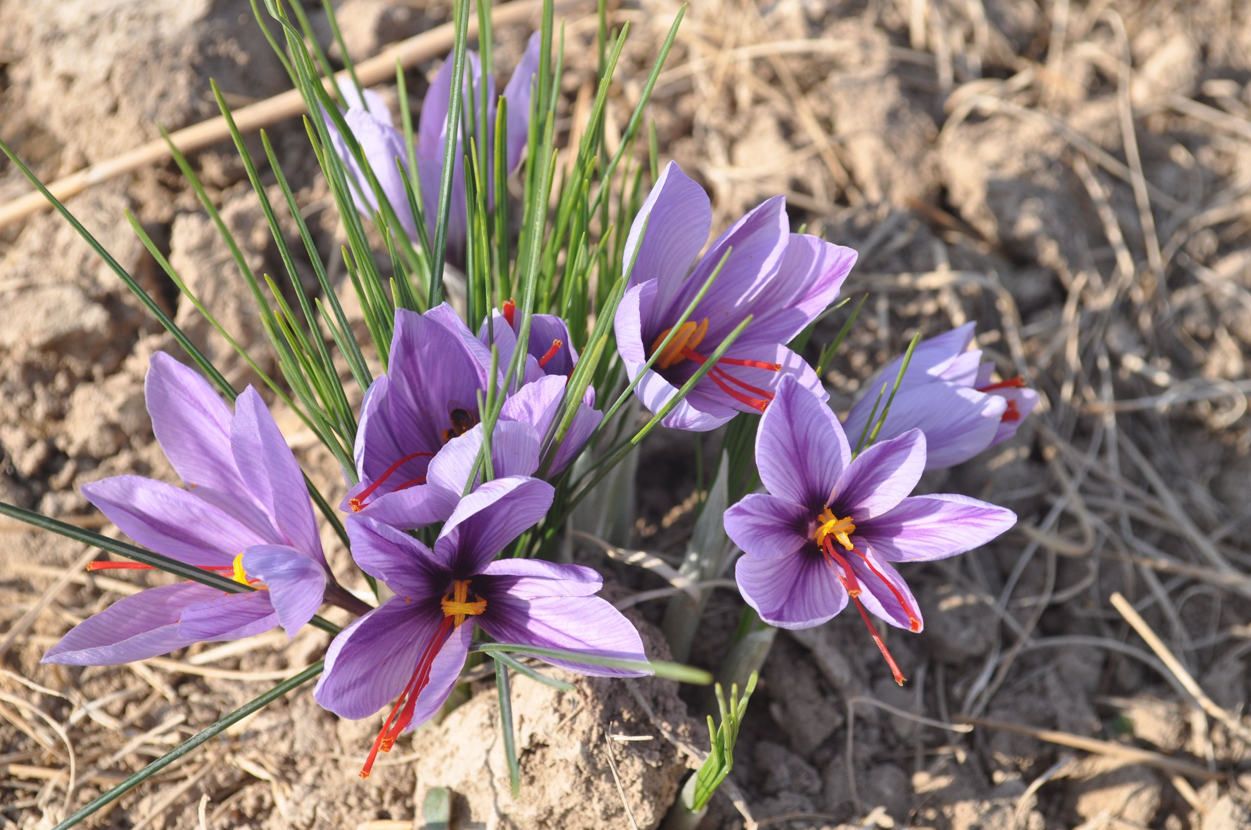 Crocus na Za