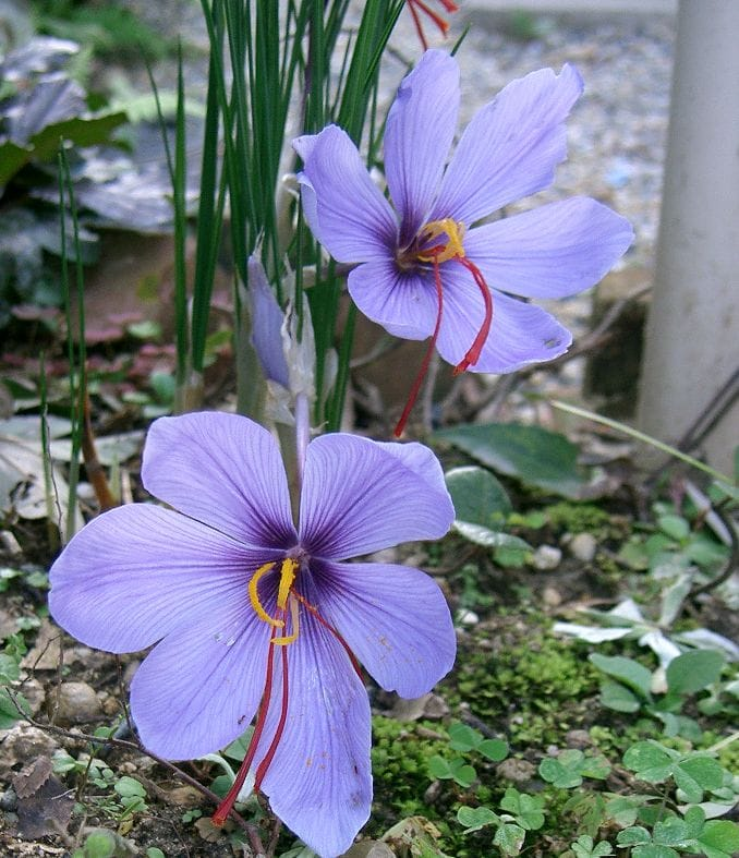 Crocus na Za