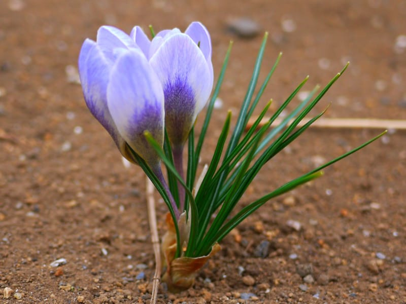 Crocus na Za