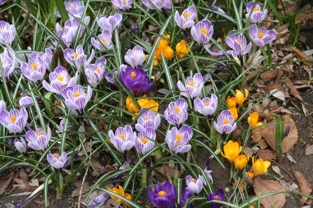 Crocus na Za