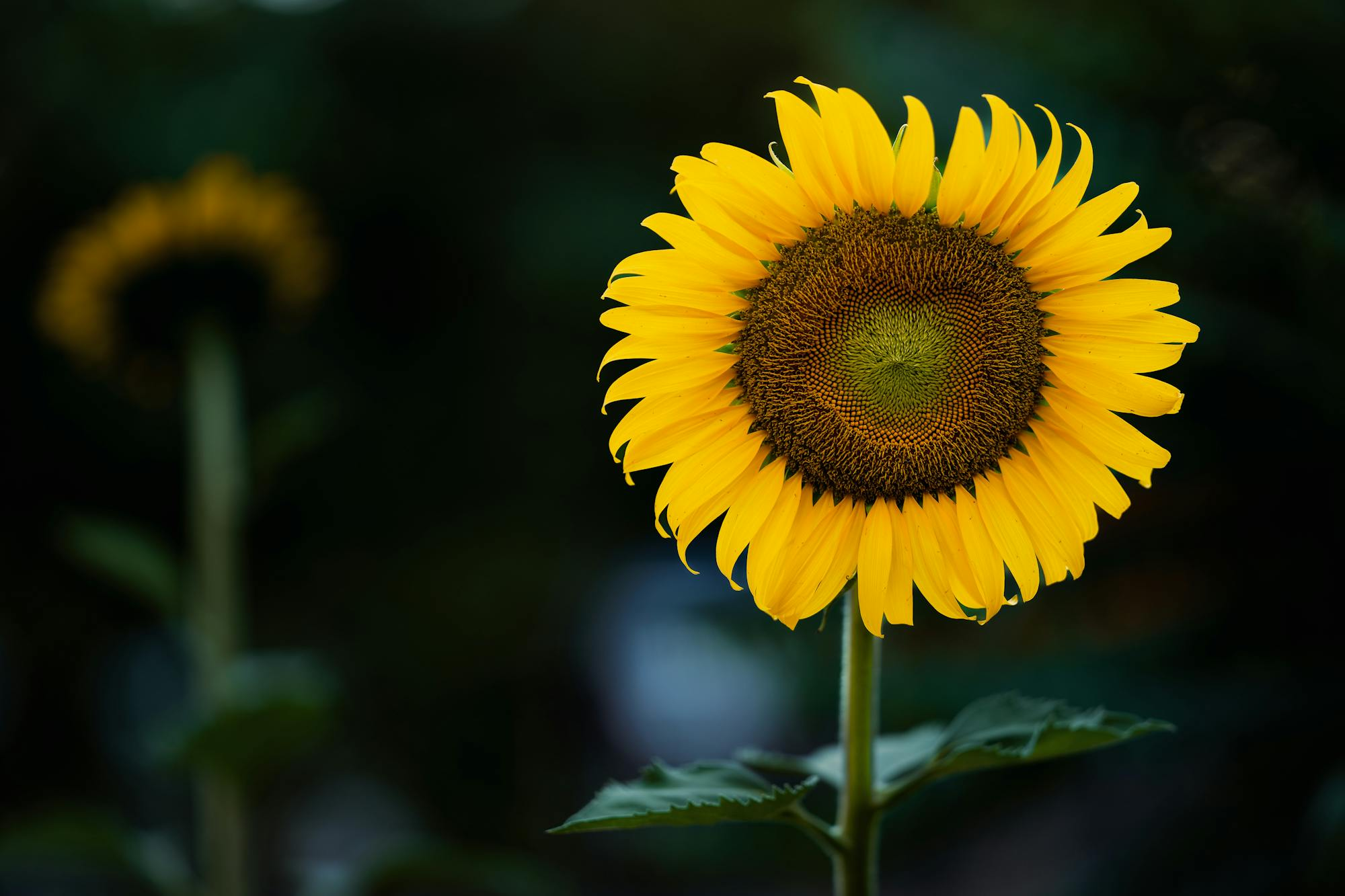 Sunflower تصویر 6