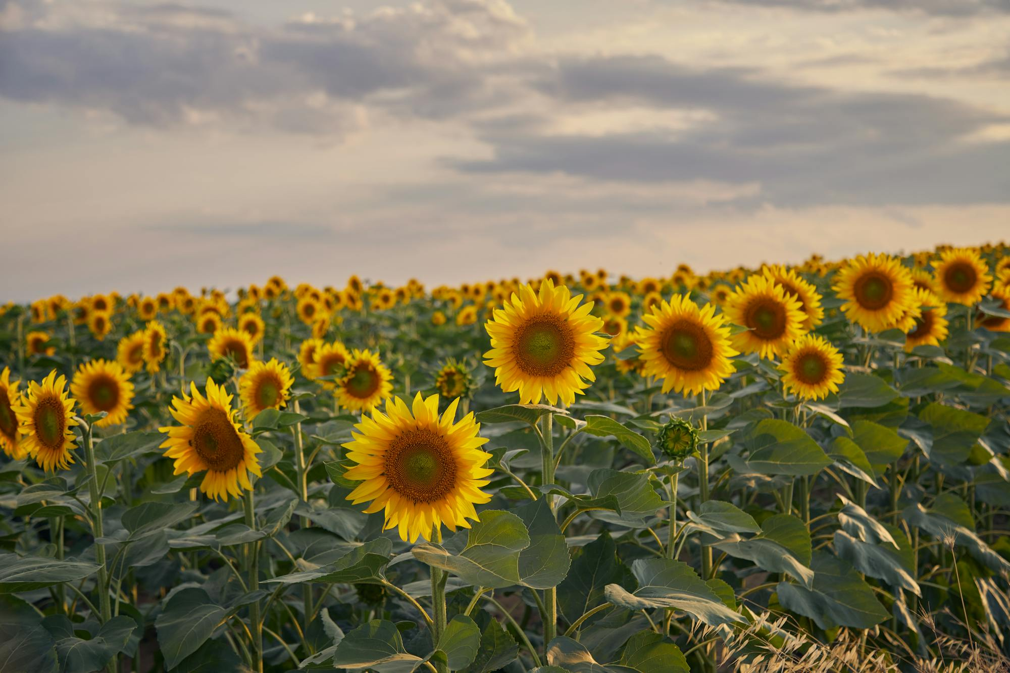 Sunflower تصویر 7