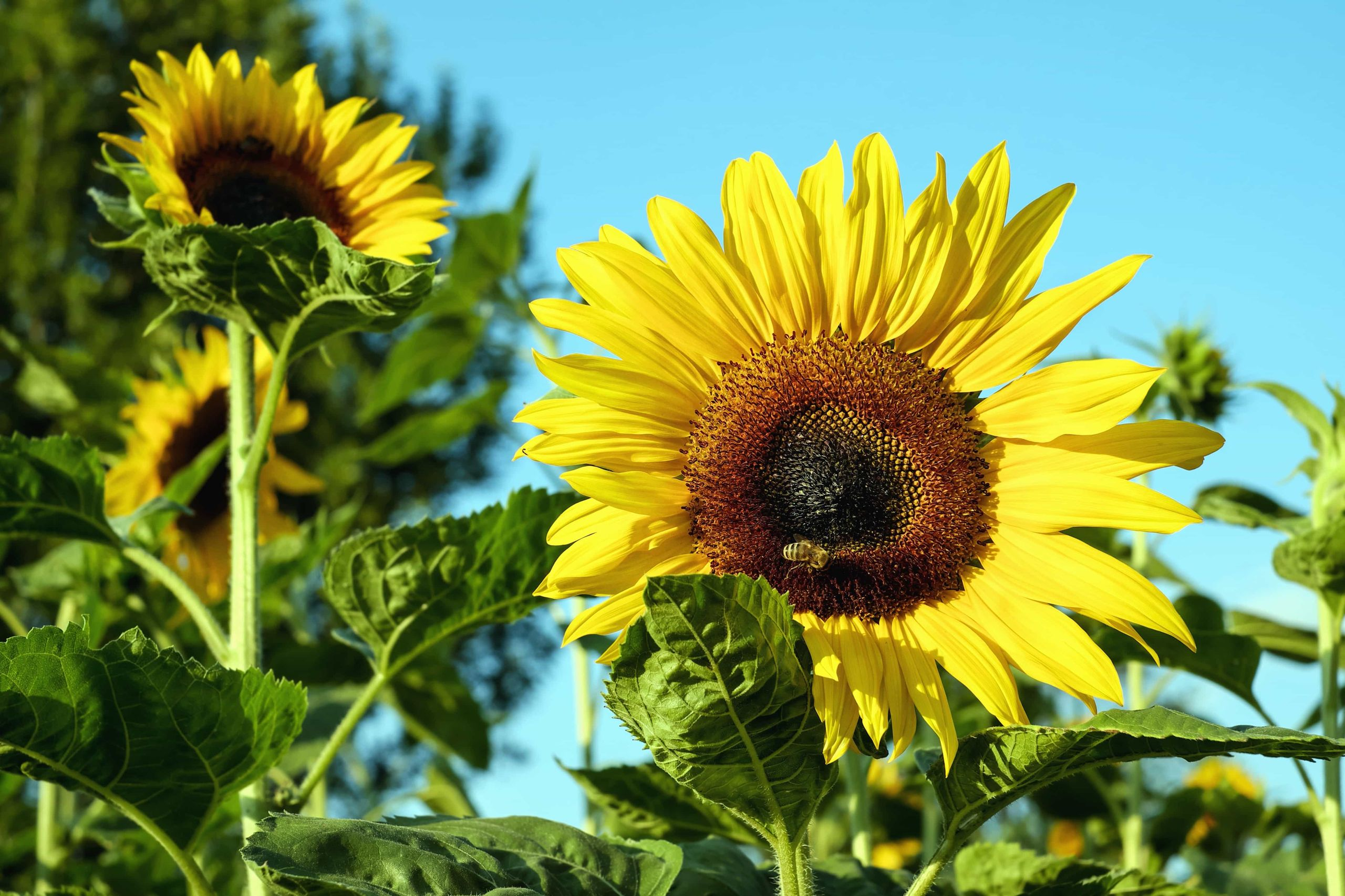 Sunflower