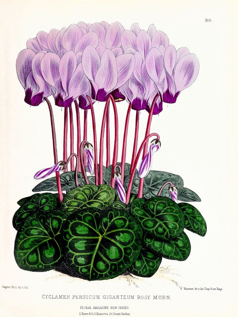 Cyclamen تصویر 5