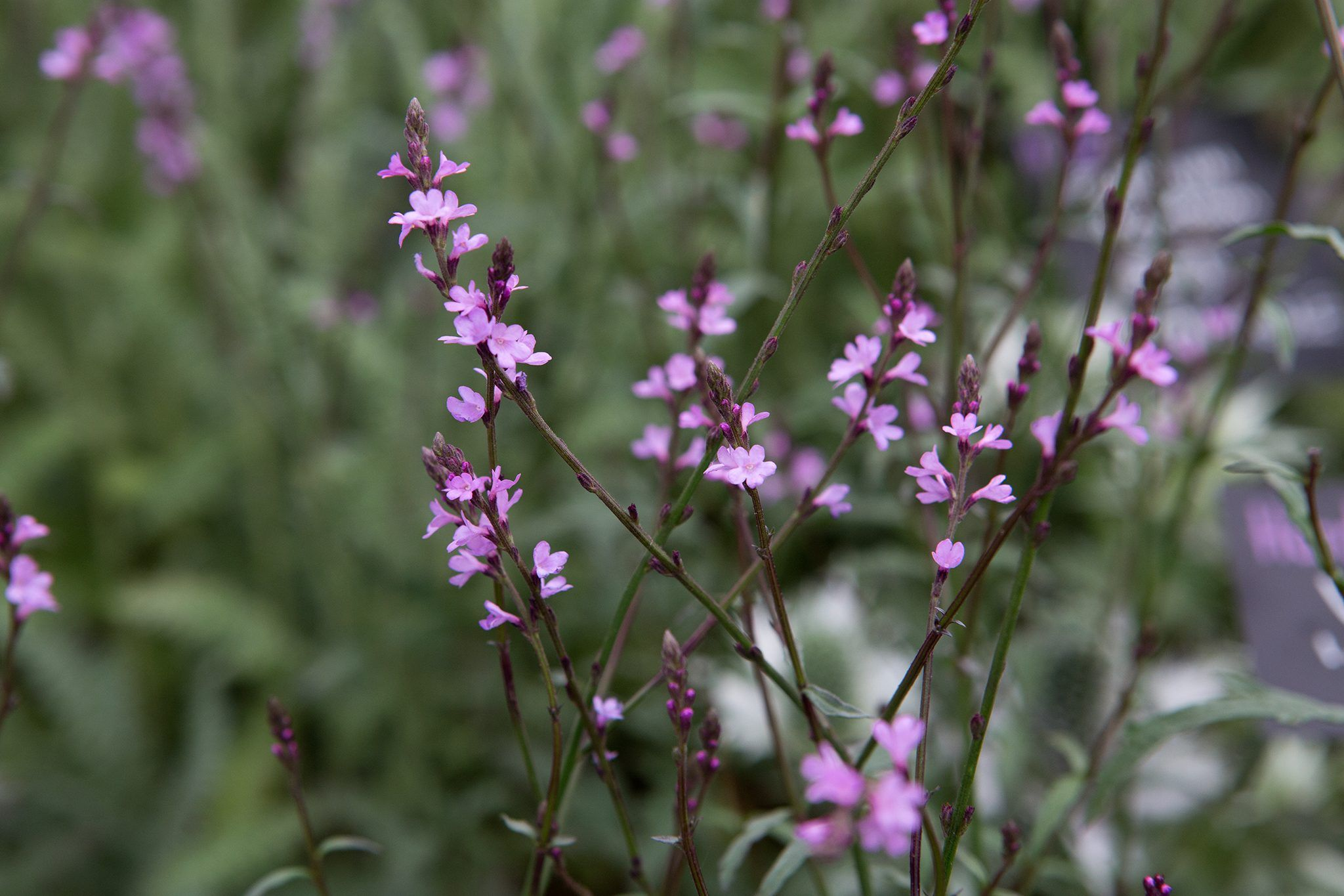 Common Vervain صورة 5