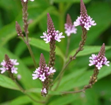Common Vervain صورة 2