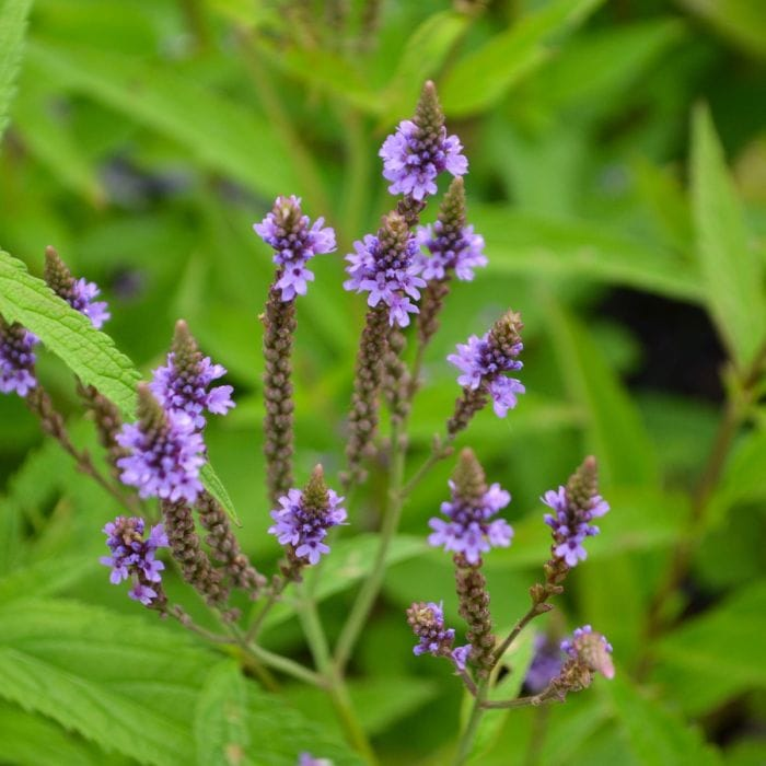 Common Vervain