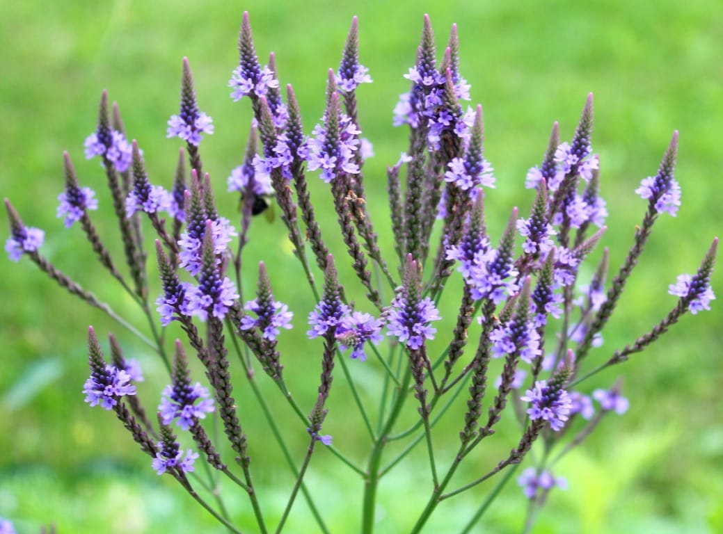 Common Vervain صورة 3