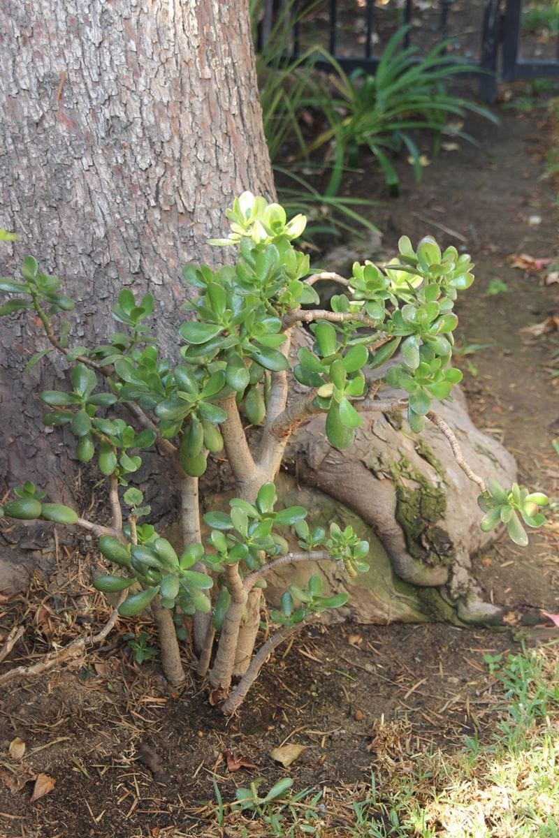 Jade Plant 이미지 4