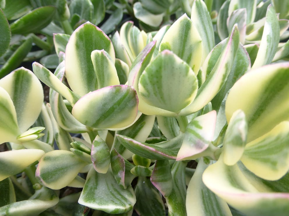 Jade Plant 이미지 3
