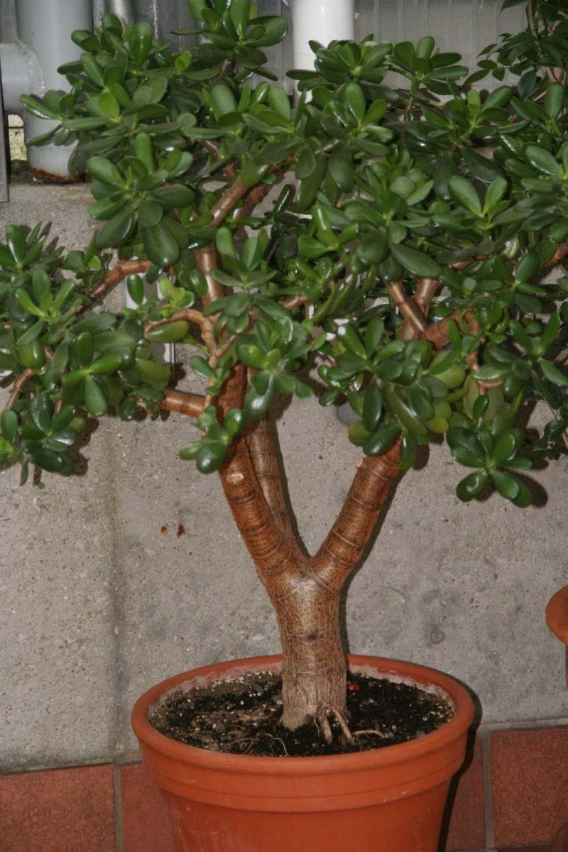 Jade Plant 이미지 5