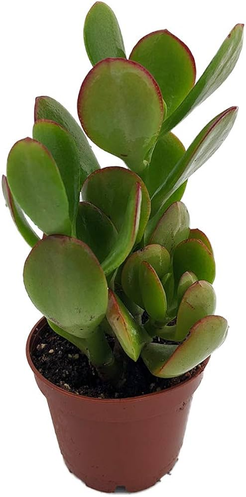 Jade Plant 이미지 6