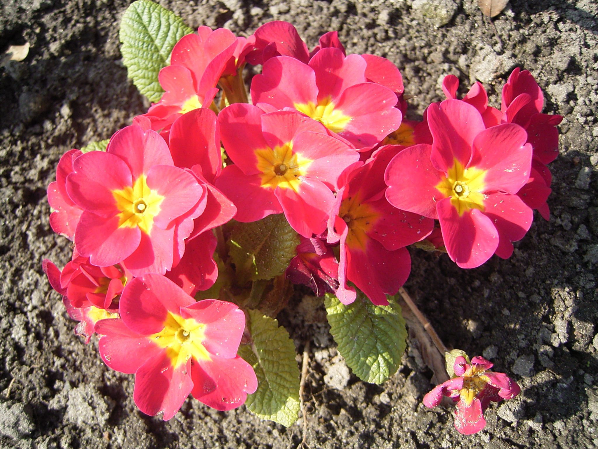 প্রিমরোজ