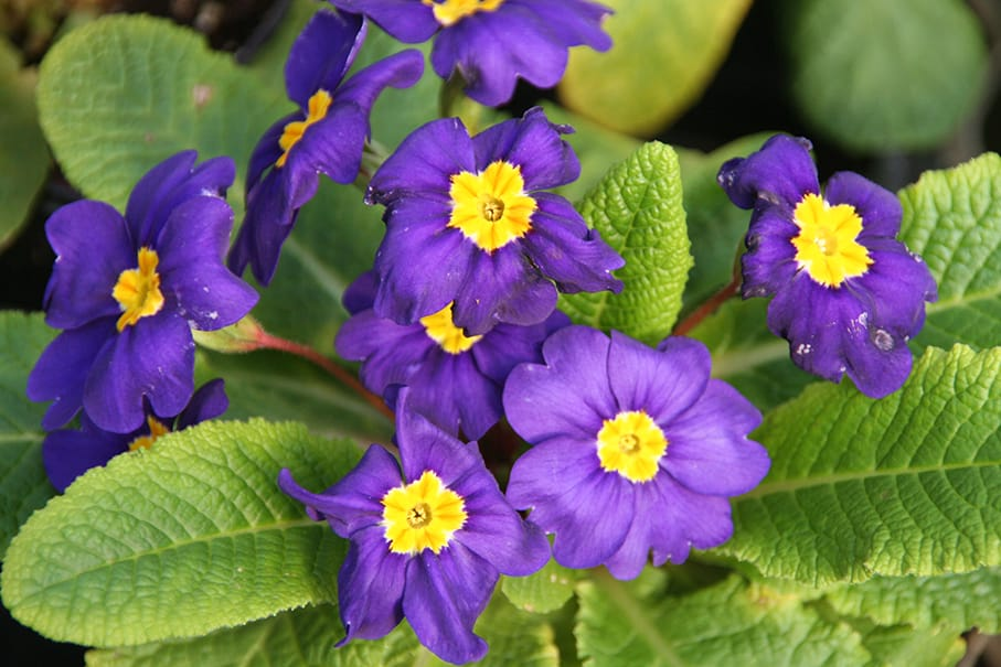 প্রিমরোজ ছবি 7