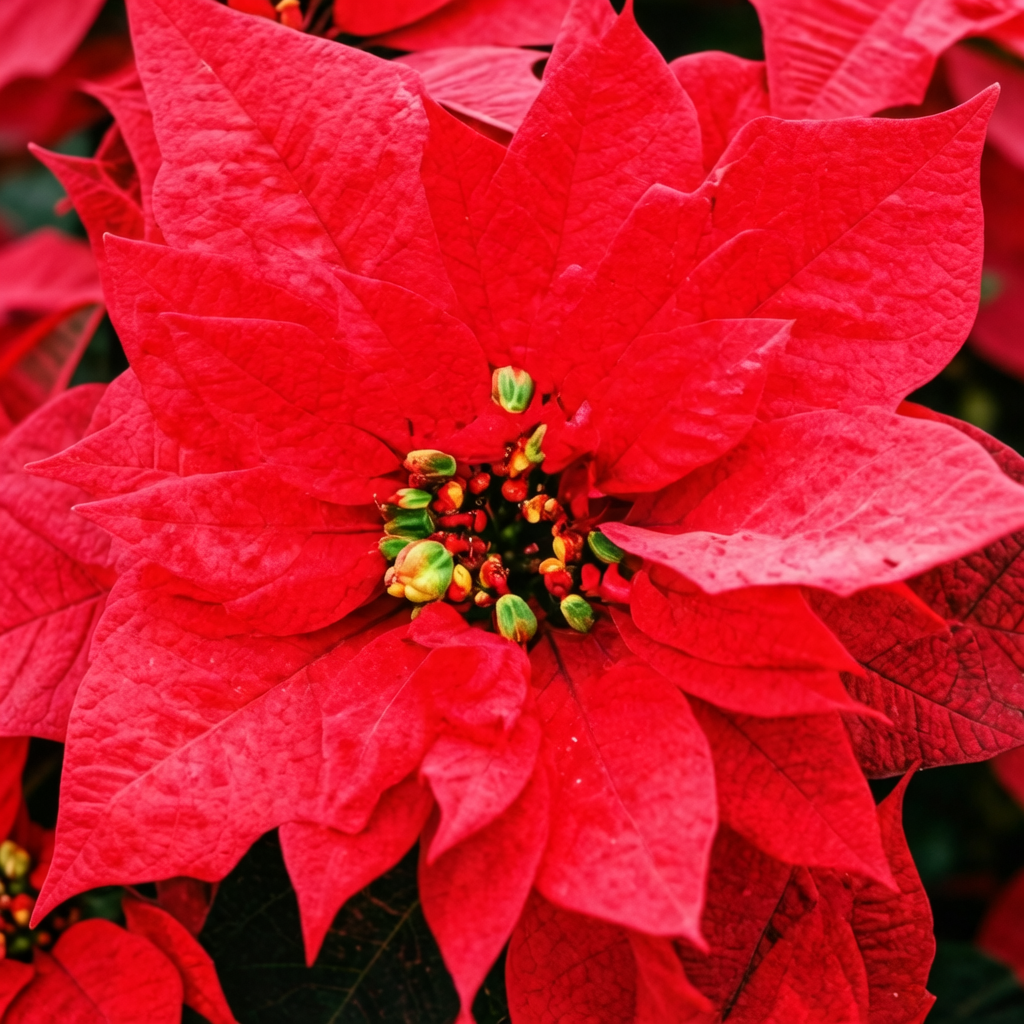 پوئنسیٹیا تصویر 4