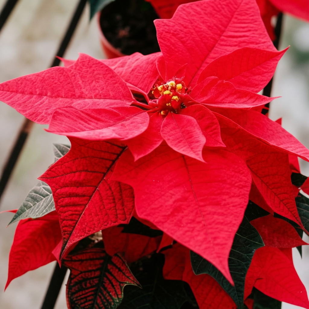 پوئنسیٹیا تصویر 6