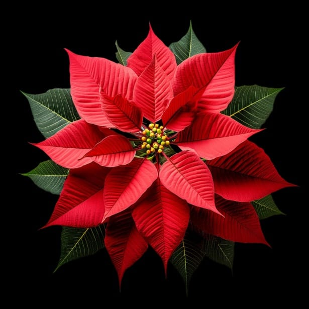 Poinsettia