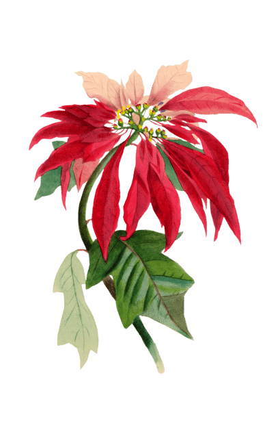 پوئنسیٹیا تصویر 3