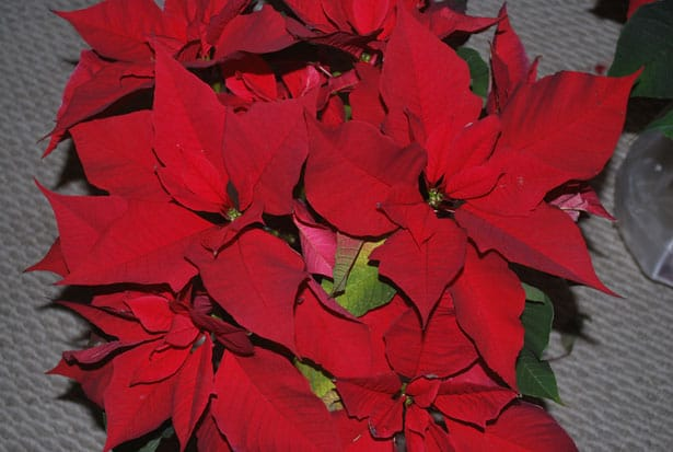 پوئنسیٹیا تصویر 7