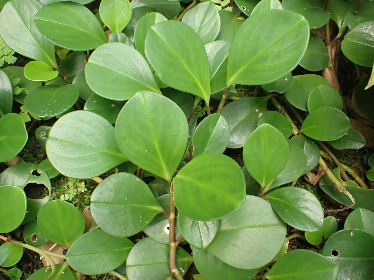 Baby Rubber Plant imagen 5