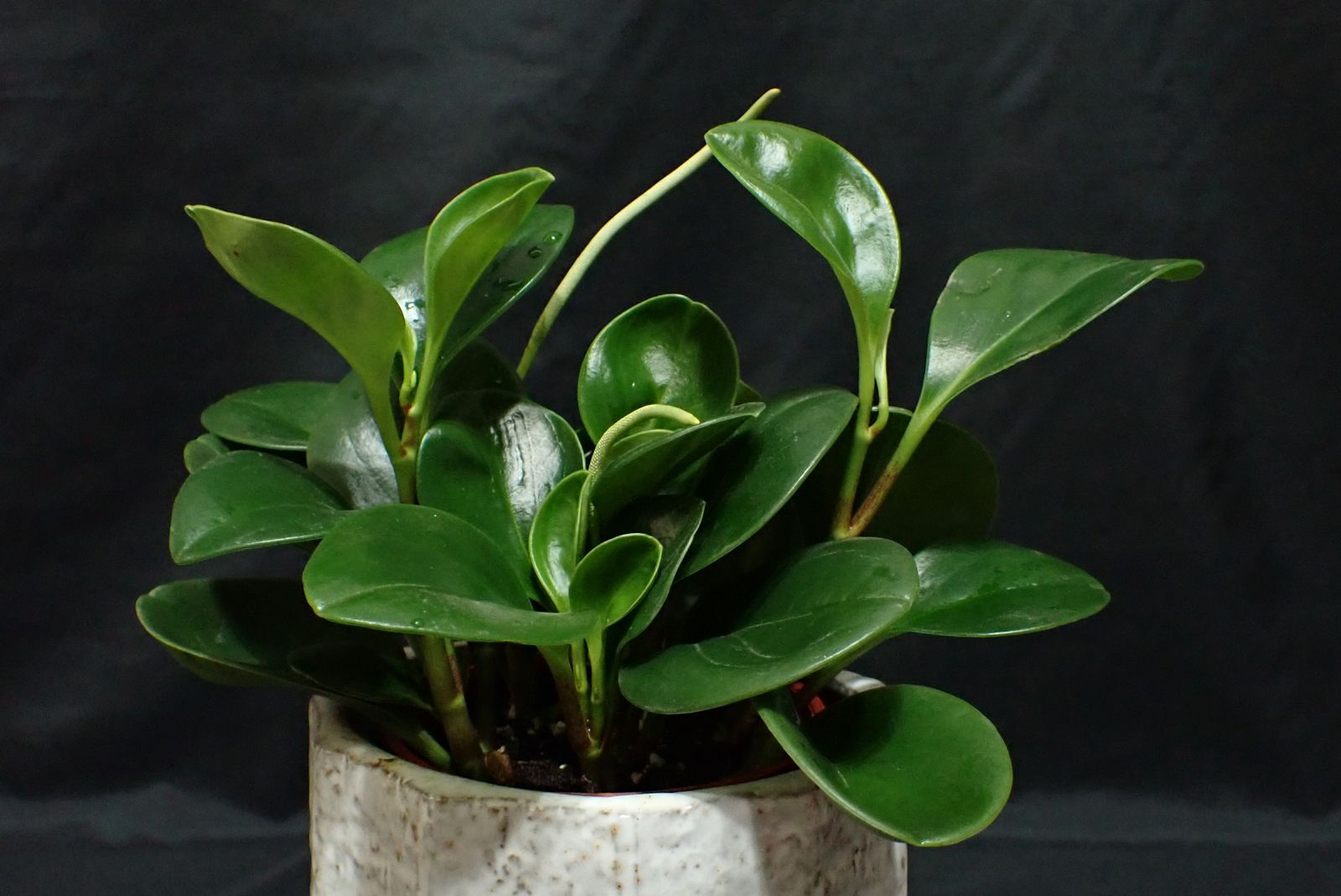 Baby Rubber Plant imagen 6