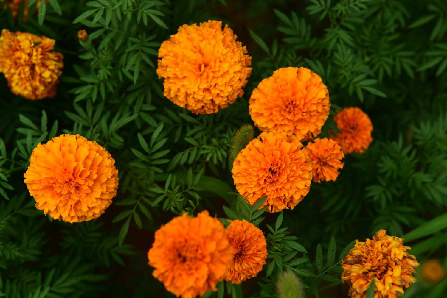 Marigold Afrika gambar 5