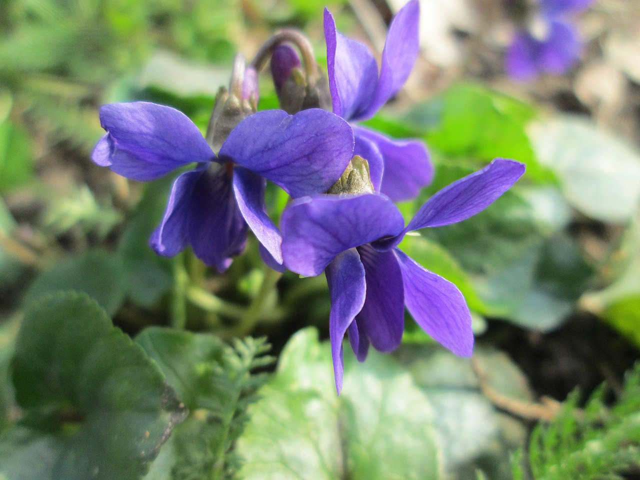 Sweet Violet imagem 6