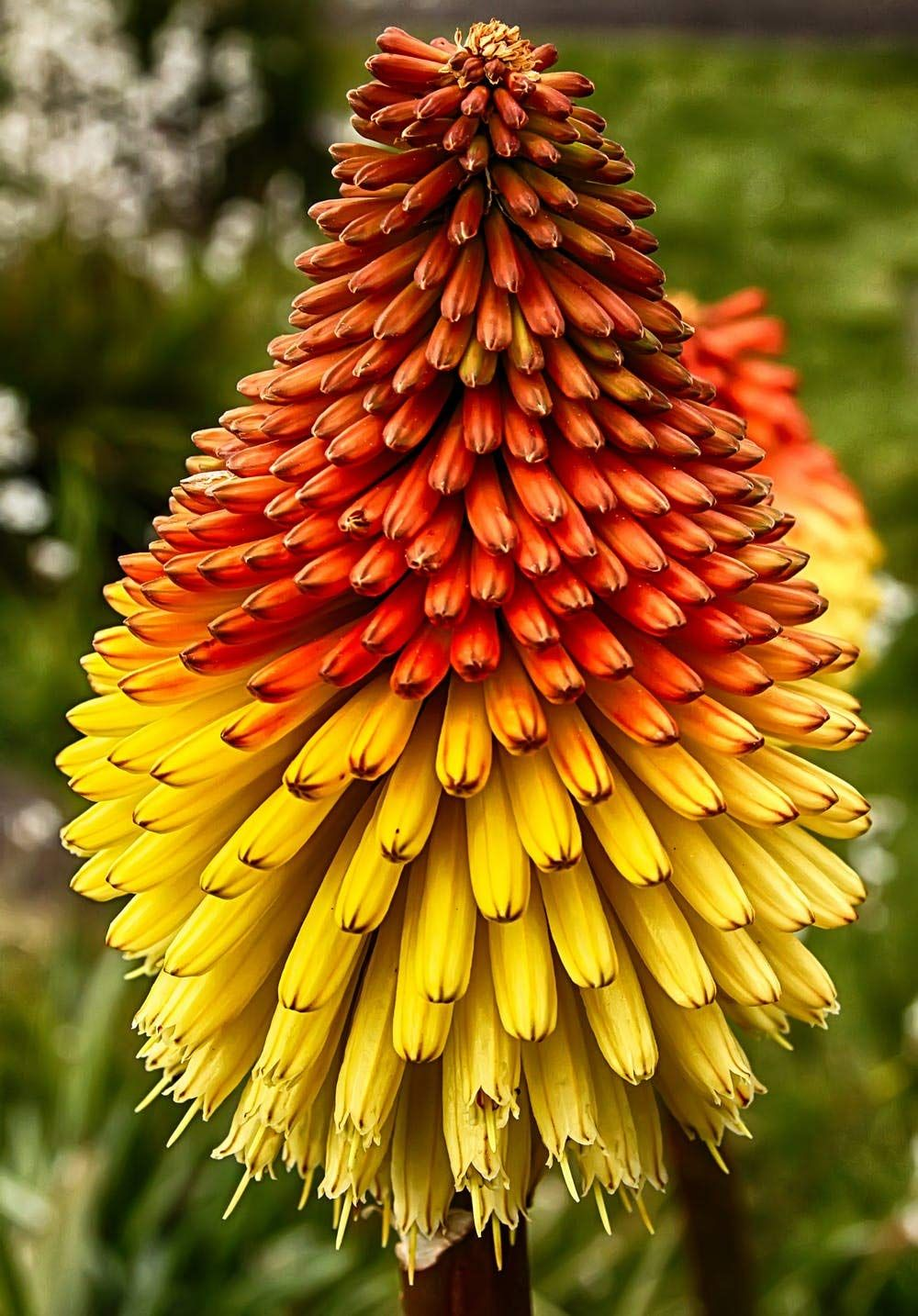 Red Hot Poker imagen 2