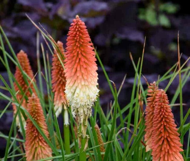 Red Hot Poker imagen 3