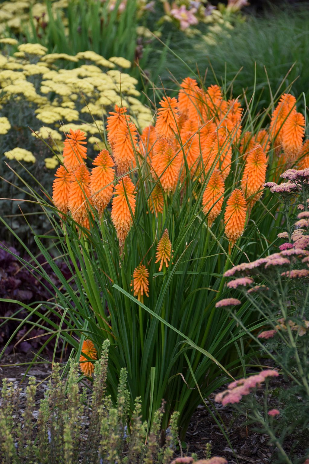 Red Hot Poker imagen 4