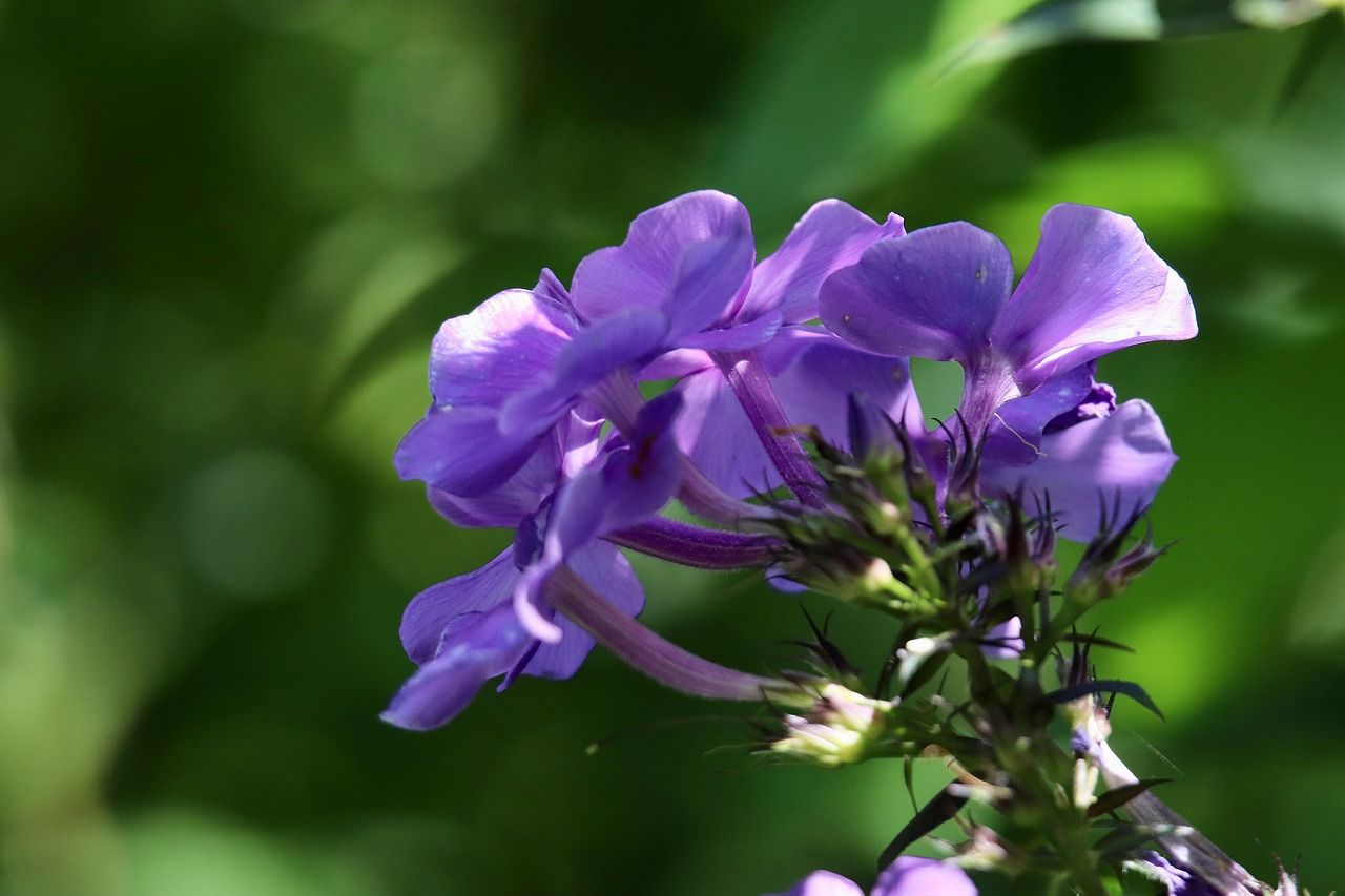 Annual Phlox photo 5
