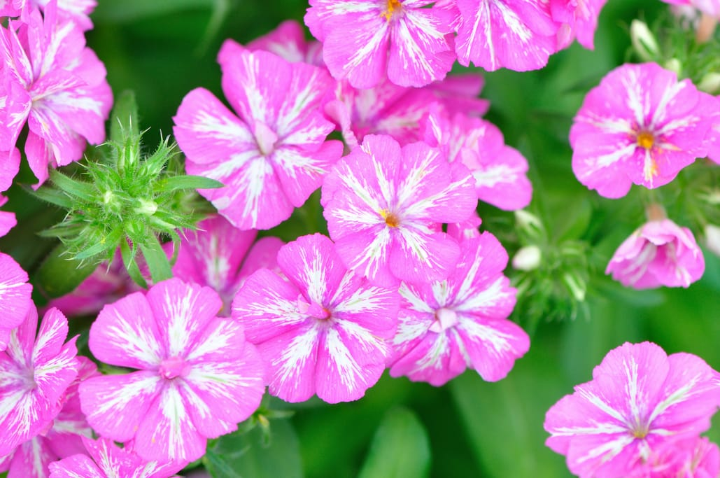 Annual Phlox photo 6