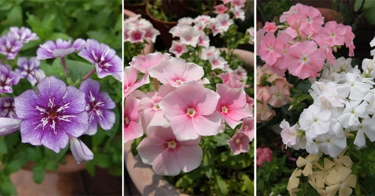 Annual Phlox photo 7