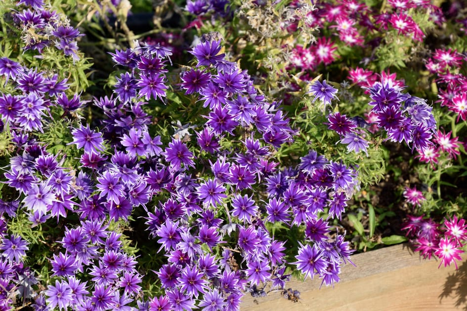 Annual Phlox photo 2