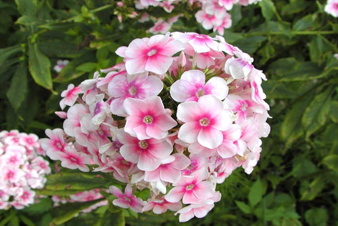 Annual Phlox photo 3