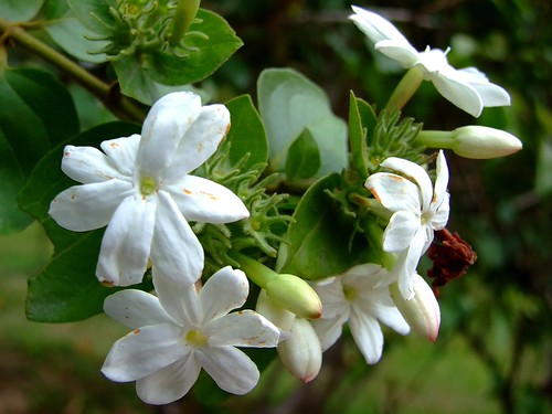 Jaśmin arabski obraz 4