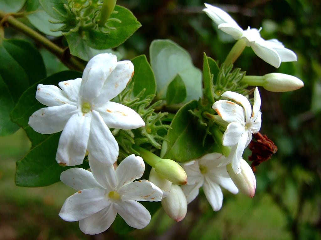 Jaśmin arabski obraz 5